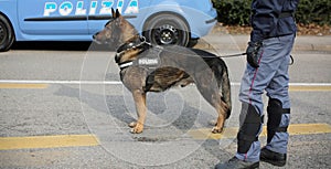 Italian police dog while patrolling the city streets before the