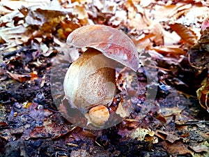 Italian Porcine Mushroom