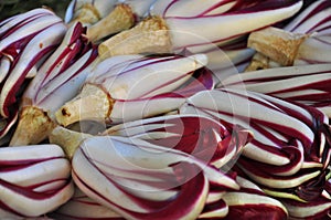 Italian radicchio cabbage