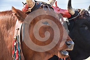 Italian red cow in the rural farm, yoke of oxen in organic farming