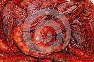 Italian red prawns or shrimps in close up known as gambero rosso photo