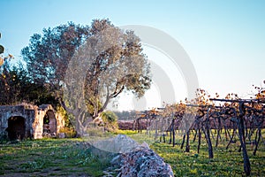 Italian Rural Landscape With An Olive Tree And An Old Ruin Near