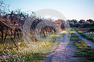 Italian Rural Landscape With A Path Near A Grapes Plantation