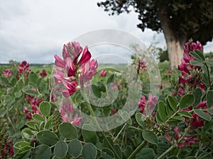 Italian sainfoin in bloom in Tuscan landscape