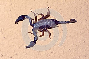 Italian scorpion, Euscorpius italicus