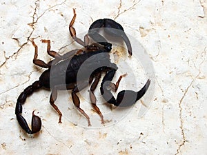 Italian scorpion (Euscorpius italicus)