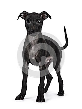 Italian Sighhound dog on white background