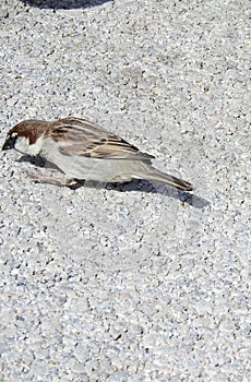 Italian sparrow pecking the ground photo