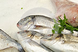 italian Sparus aurata fish at a fish market