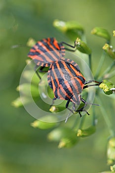 Italian Stink Bug photo