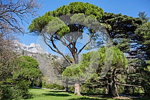 Italian stone pine Pinus pinea in front of Ai-Petri mountain background, Crimea