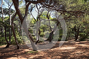 Italian stone pine (Pinus pinea L.), Foros park, Crimea