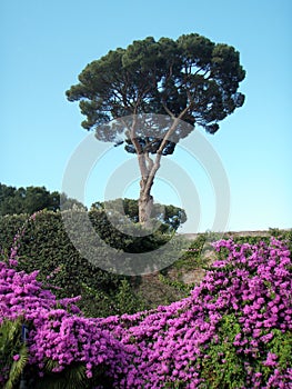 An Italian stone pine tree and pink rambling roses against the blue sky photo