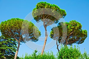 Italian Stone Pines - Pinus Pinea