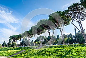 Italian Stone Pines Pinus Pinea also known as Umbrella Pines and Parasol Pines, tall trees near Aventine Hill, Rome. photo