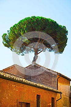 Italian Stone Pines tree - Pinus Pinea - behind old historical building