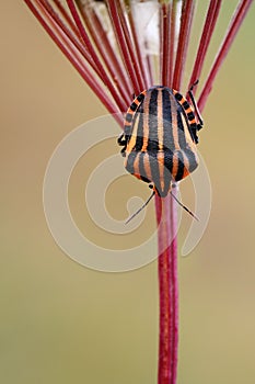 Italian Striped-Bug Graphosoma lineatum