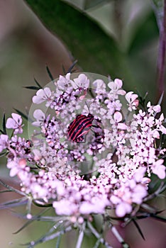 Italian striped bug Graphosoma lineatum italicum