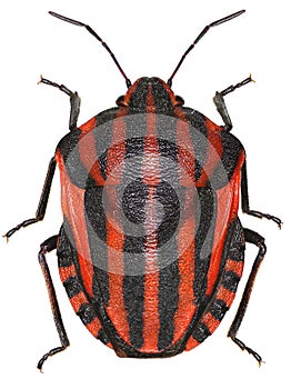Italian Striped-Bug on white Background