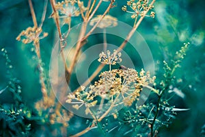 Italian striped bug on wild umbellifer