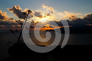 Italian sunset with a tree