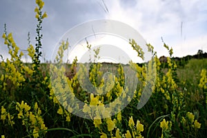 Italian toadflax plant at Matthews Winters Park in Golden Colorado