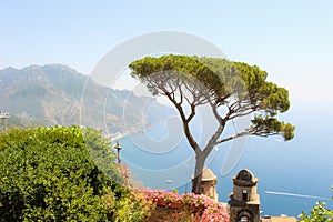 Italian tree in a garden in Ravello, overlooking the scenic Amalfi landscape and coastline, Italy.