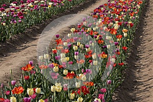 Italian tulips