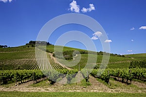 Italian Tuscany Wine Vineyard
