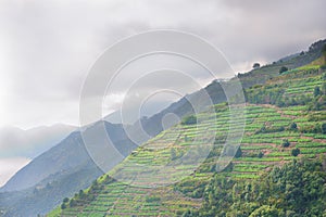 Italian vines scenery