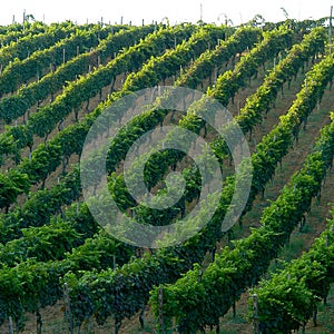 Italian vineyard