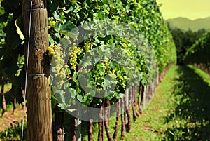 Italian Vineyard