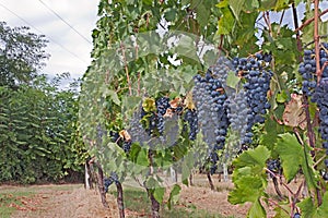 Italian vineyard