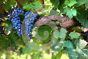 Italian vineyard photo