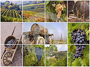 Italian vineyard