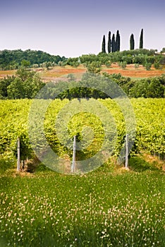 Italian vineyard