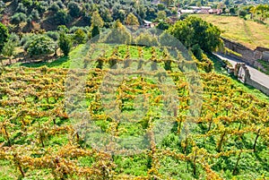 Italian vineyard in countryside of Tivoli, near Rome
