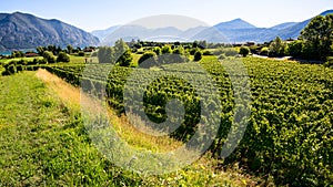 Italian vineyard photo