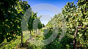 Italian vineyard photo