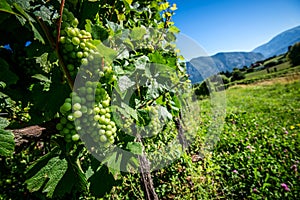 Italian vineyard photo