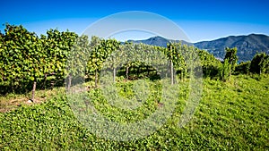 Italian vineyard photo