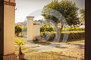 Italian vineyard detail