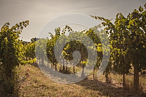 Italian vineyard detail