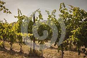 Italian vineyard detail