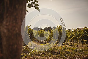 Italian vineyard detail