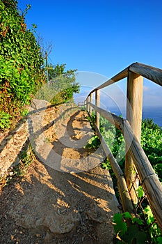 Italian vineyard path in sunset rays