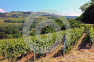 Italian vineyard in Piedmont photo