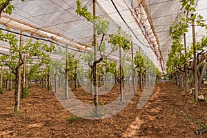 Italian vineyard, Puglia, Apulia, vineyard of table grapes.