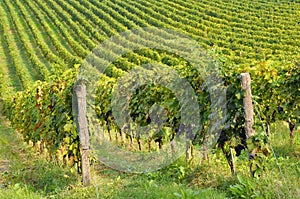 Italian Vineyard Rural