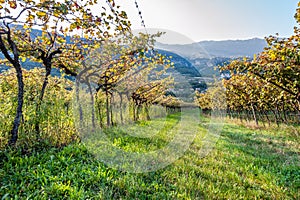 Italian vineyard in the sun. Trentino, Italy